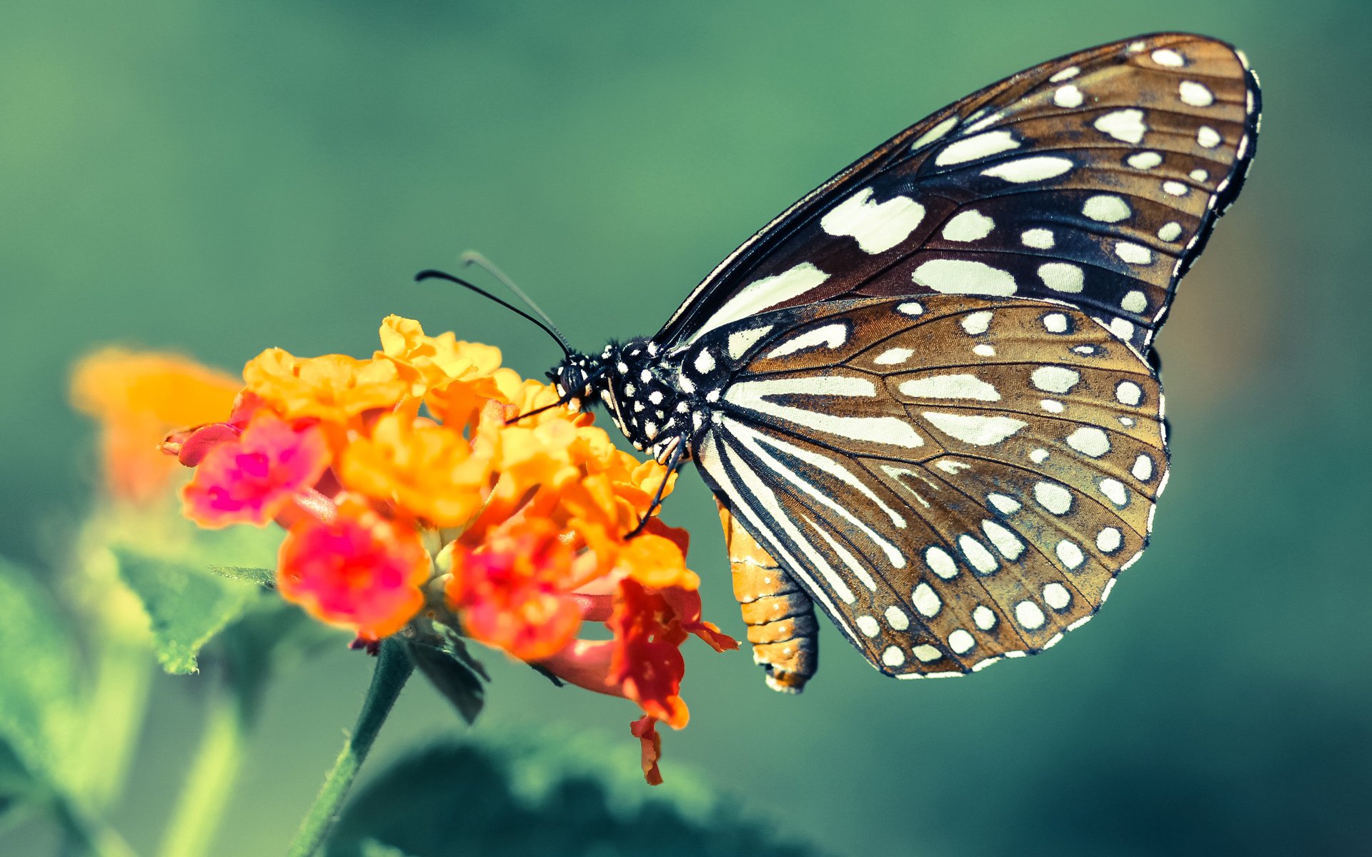 开云APP-从凡人到救世主,当欧冠之夜被一个替补的名字点亮